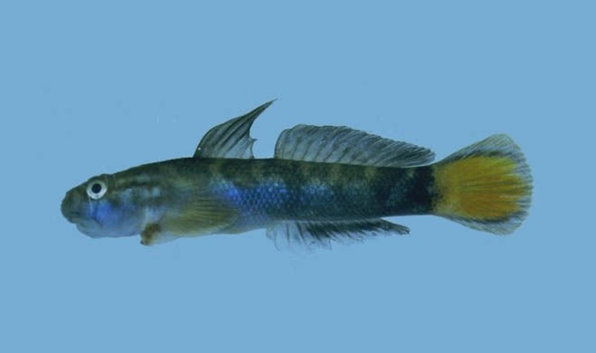 Sparnapelekė sicija (Sicyopterus) / FishWise Professional nuotr.