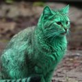 Žalias katinas tapo interneto sensacija VIDEO