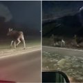 Полиция сняла на видео семью лосей, переходивших через дорогу в городе