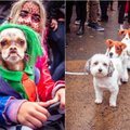 Heloviną švenčia ne tik žmonės: išradingiausi šunų kostiumai