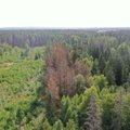 Karštis atnešė netikėtą pavojų, dėl kurio gali žūti tūkstančiai hektarų miškų