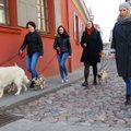 Vilniuje surengs ekskursiją su šunimis