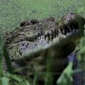 Aršūs nuo pat gimimo: briaunagalviams krokodilams terūpi kovos