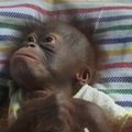 Indonezijos zoologijos sodas pasipildė nauju gyventoju – orangutango jaunikle