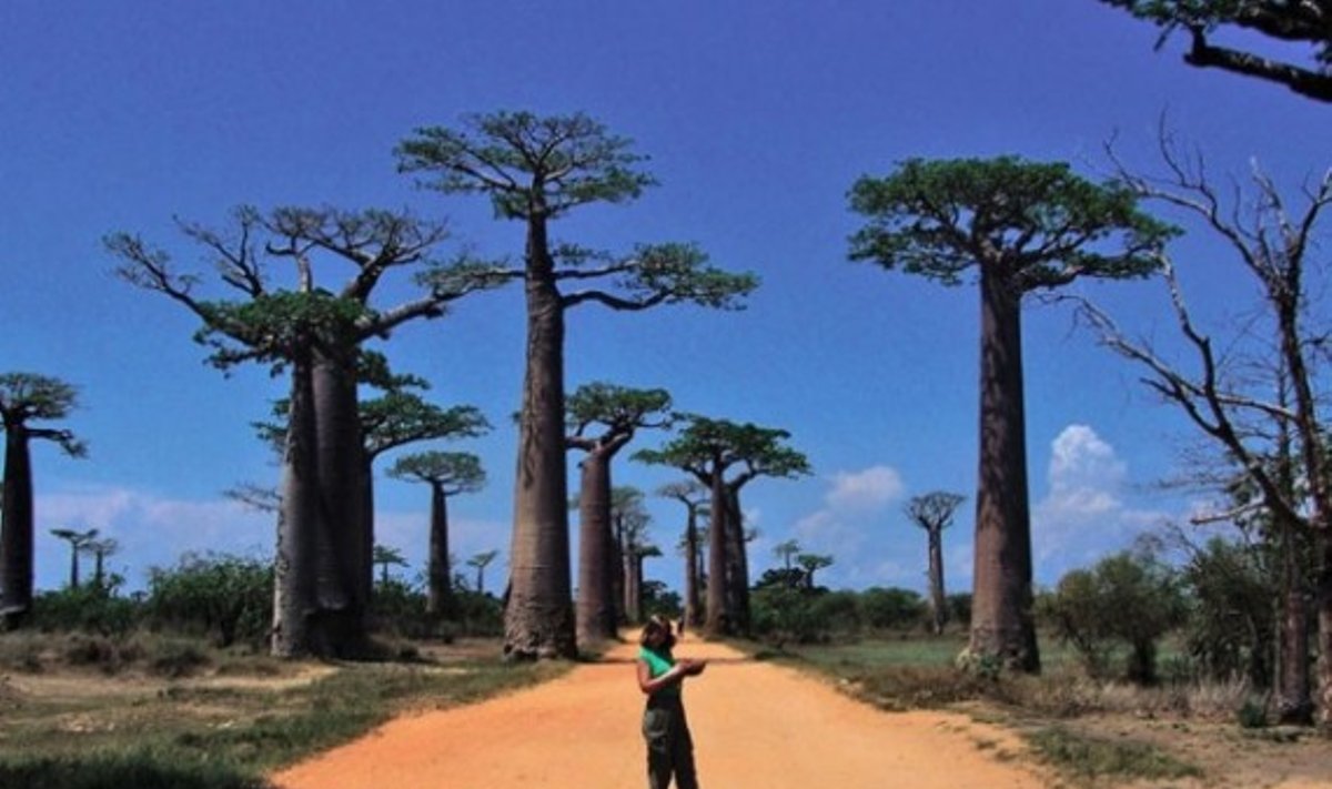 Iš 8 pasaulyje augančių baobabų rūšių net 6 auga Madagaskare