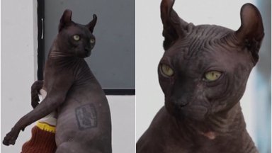 Iš kalėjimo ištrūko pavojingai Meksikos gaujai priklausanti tatuiruota katė: tokią pamatysite ne kasdien