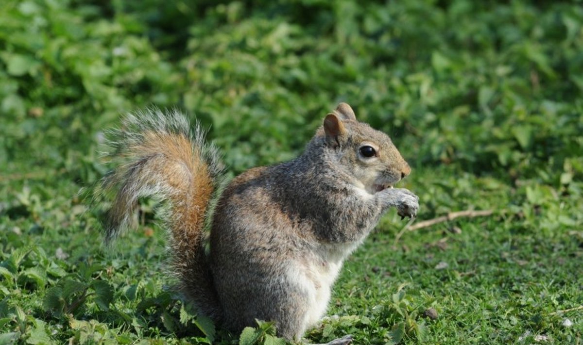 Pilkosios voverės - invazinė rūšis