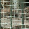 Lietuvos zoologijos sode gimę lūšiukai bus paleisti į laisvę