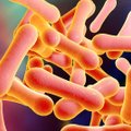 Epidemiologė įspėja apie Europoje plintančią pavojingą ir kartais net mirtiną bakteriją: skaičiai išaugo du kartus