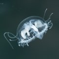 В Латвии обнаружены инвазивные пресноводные медузы