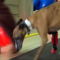Meksikos mokslininkai šuniui sukūrė 3D kojos protezą