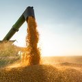 Минсельхоз ужесточает контроль за ввозом зерна в Литву