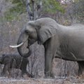 Grąžinama dramblių medžioklė: gamtosaugininkai kalba apie „tikras skerdynes"