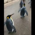Kasdieniniai karališkųjų pingvinų pasivaikščiojimai Kalgaryje