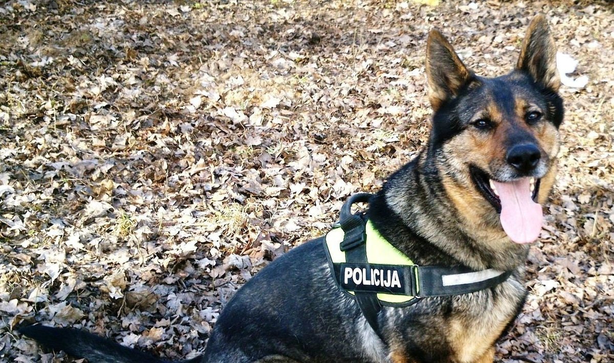 Policijos tarnybinis šuo Gilza