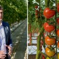 Į parduotuves atkeliavo lietuviškų pomidorų derlius – augintojai sako, kad tai tik pradžia
