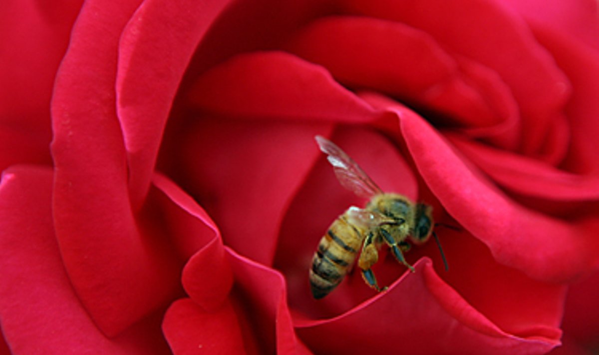 Bitė rožės žiede renka nektarą (Jordanija).