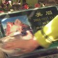 Naminių gyvūnėlių kapinės Kinijoje - sparčiai plintanti mada