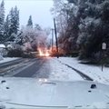 Virstantis medis nutraukė elektros laidą Kalifornijoje