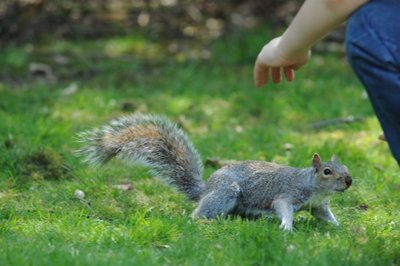 Pilkosios voverės - invazinė rūšis