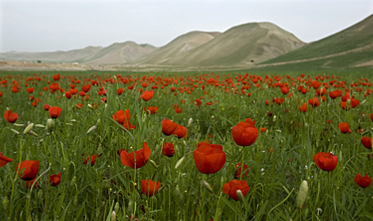 Netoli Kabulo laukuose žydi tulpės. 
