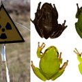 Černobylio apylinkėse mokslininkai aptiko radiacijos paveiktas varles mutantes: tai jau evoliucija