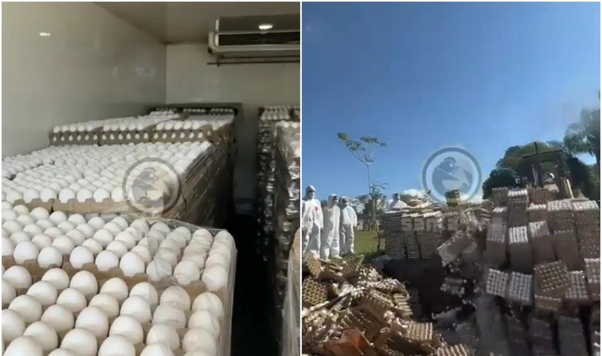 Argentinoje baiminantis paukščių gripo naikinami vištų kiaušiniai