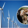 Vėjo jėgaines gaubiantys mitai: ar tikrai kenkia gyvūnijai