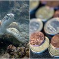 Neįprasta operacija: veterinarai jūrinio vėžlio skrandyje rado 915 monetų