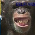 Buenos Airių gyventojai rinks šimpanzės vardą