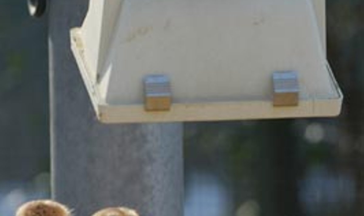 Švilpikai šildosi po lempa Kelno (Vokietija) zoologijos sode