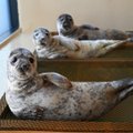 Lietuvos jūrų muziejus kviečia į ruoniukų vardynas: žemaitiškai bus pavadinti net 19 sveikstančių mažylių