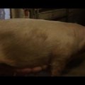 Menininkams į akį krito lietuviška kiaulė – pažiūrėkite filmą