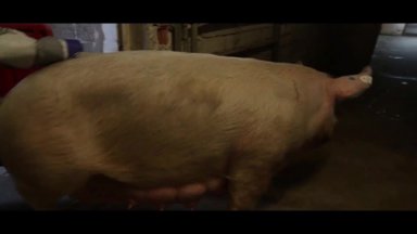 Menininkams į akį krito lietuviška kiaulė – pažiūrėkite filmą