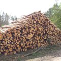 Krenta žaliavinės medienos pardavimai