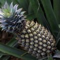 Australai sukūrė kokoso skonio ananasą