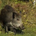Latvijoje – nauji kiaulių maro protrūkiai