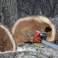 Nelaimė Trakų rajone: pjaunamas medis mirtinai sužalojo vyriškį