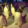 Kinijos Harbino mieste - labai linksmi pingvinai