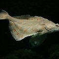 Mokslininkai atrado naują žuvų rūšį: aptinkama tik Baltijos jūroje