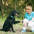 Santaros klinikose šunys atlieka svarbias pareigas: kaip jie padeda pacientams?