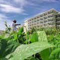 Kubos viešbučiai augina daržovių, kad pritrauktų svečių