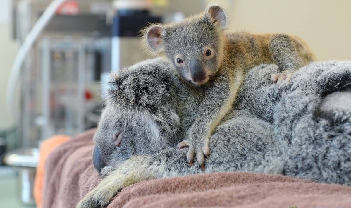 Koala ir jauniklė per operaciją