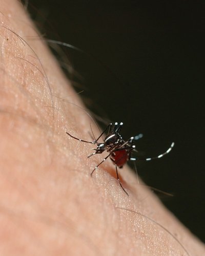 Dengės karštinę sukeliantis vabzdys