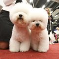Šunų parodoje renka gražiausią Lietuvos šunį