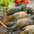 Krevečių salotos su vaivorais