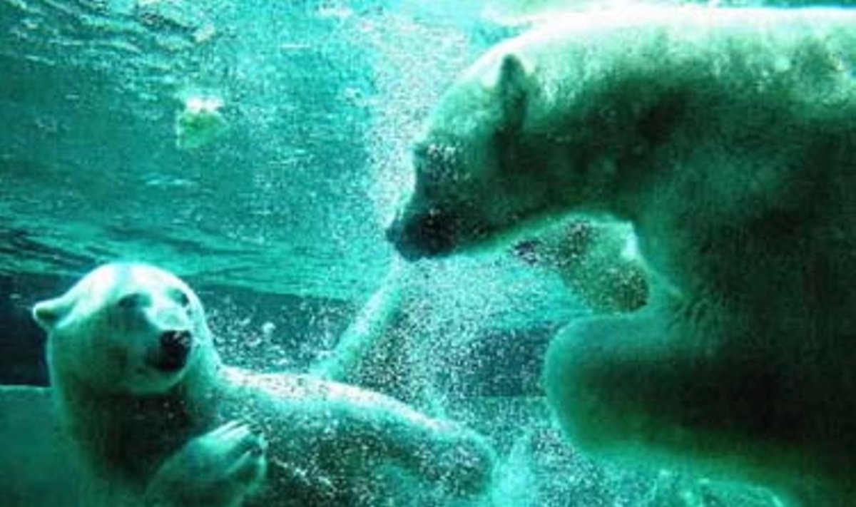 Toronto zoologijos sodo baltieji lokiai nuo karščio slepiasi po vandeniu.