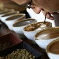 Dėl klimato kaitos po 70 metų pasaulyje gali nebelikti kavos