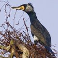 Naikins pusę Juodkrantės kormoranų kolonijos
