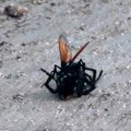 Neįtikėtina: vapsva užpuolė pavojingiausią vorą